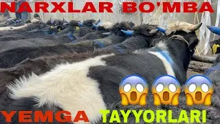 YEMGA TAYYOR BUQALAR SHOHIDON BOZORI 27 01 2026✅✅✅OBUNA BOLISHNI UNUTMANG 🤝🤝🤝