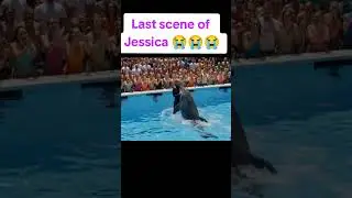 #jessica #dolphin #shorts #video #viral