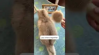 Cats will remember you for how long