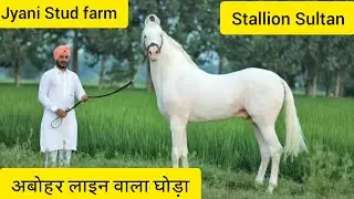 Jyani Stud farm- Stallion Sultan - Abohar line - नुकरा घोडा 7014639462