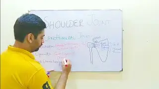 THE SHOULDER JOINT COMPLEX | EXPLAINED |
