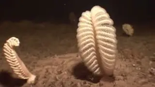 Что такое морская ручка? | Океаны | BBC Earth