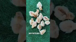 Buff Mottled coachin Bantam #samim_fancy_chicken #8017875385
