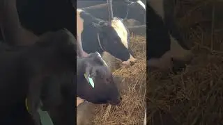 #cow #animalfarming #farming #bullfarm #shortsvideo  #cattlefarming #animals #dairyherd