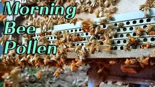 🔴Live Bee Pollen Harvest in Peaceful Morning Light 🌞🐝