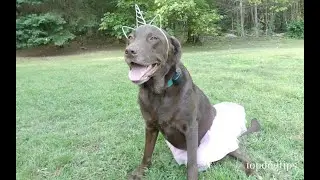 Easy DIY Dog Costume Ideas