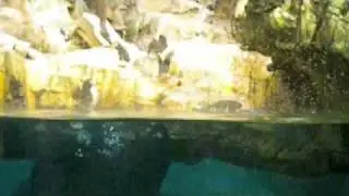 The Puffin Dance
