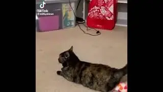 I&rsquo;m using my rose toy