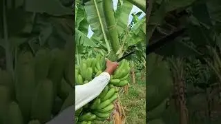 HARVEST LAKATAN MACRO PROPAGATION