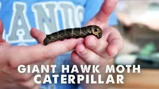 My New Temporary Pet - Elephant Hawk Moth Caterpillar!! 🐛🦋
