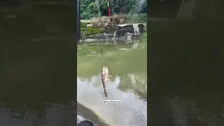 STRAIK ikan bocill #bocahkreatif #mancingdiwaduk #wadokpondok #fishing