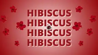 Hibiscus Tea | Roselle Red Tea for High BP and Cholestrol Managment | Hibiscus Tea Recipe
