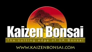 Scots Pine Bonsai Repot by Graham Potter