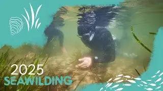 Seawilding 2025 Introduction and Update