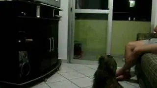 Bolt  Assistindo TV - Animal Planet - O encantador de c&atilde;es 001.AVI