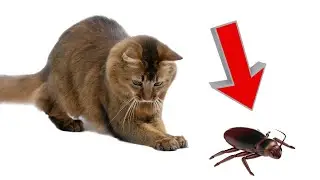 😻Guaranteed fun for your cats with our virtual mouse game! 😻