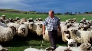Basque Shepherd with Latxa Sheep