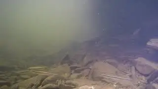 Blacknose and redside dace (Allegheny National Forest)