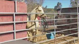 City of San Diego seeking lessee to operate Canyonside Equestrian Center