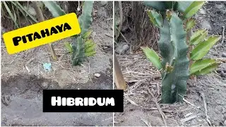 ✔️pitahaya HYBRIDUM mejorada  - 🌵SUPER planta de grandes caracter&iacute;sticas