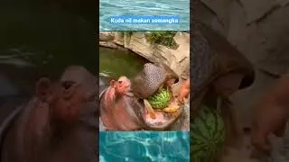 kuda nil makan buah semangka #shorts