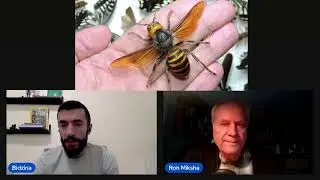 Muder hornets eradicated from North America, and Honey Marketing |  S2 EP11 | ABCC Podcast