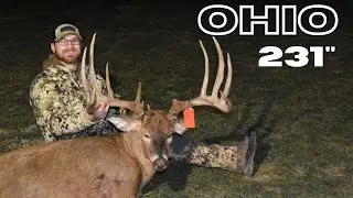 231