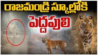 Tiger at Diwancheruvu | Alert in Rajahmundry | East Godavari | రాజమండ్రి స్కూల్లోకి పెద్దపులి | ZEE