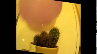 Ballon + Cactus