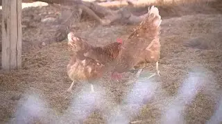 Farm manager reacts to hundreds of chickens stolen from Las Vegas Livestock