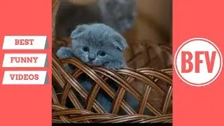 Really funny cat videos||funny cats compilation 2017||funny cats video clips||best funny videos