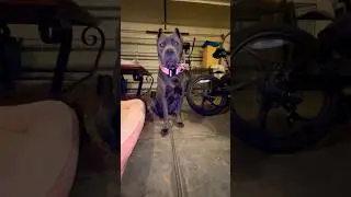 My Cane Corso NAUTICA AKC Registered 🥇⚠️⚠️⚠️ #dog #fyp #canecorso #puppy #youtube #foryou #tiktok