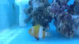 Neptune Grouper (Cephalopholis_igarashiensis)