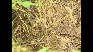 Snakes of Kentucky