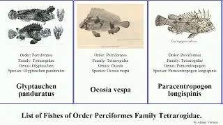 List of Fishes of Order Perciformes Family Tetrarogidae. pan josh niger vespa scorpionfish Guitar