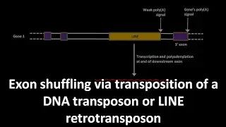 Exon shuffling via transposition of a DNA transposon or LINE retrotransposon