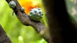 alien plants