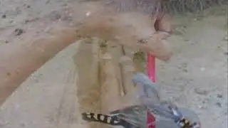 تربة وتدريب زيبرا فينيش (سداح)