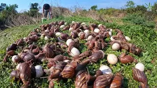 Top amazing - pick a lot of duck eggs and snails on the grass field by hand a female farmer