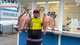 A Trip To Hogwarts On The Double Eagle 🦅 (First Hogfish Limit Of 2026)