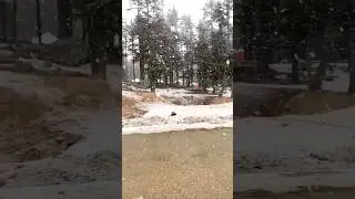 Heavy Snowfall at Ushu Forest Kalam Swat #swat #snow #kalam #ushuforest @Afffa_Becutetv