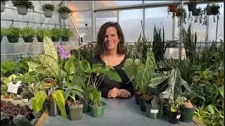 Happenin' Houseplants | Rare Houseplants in Iowa Greenhouse
