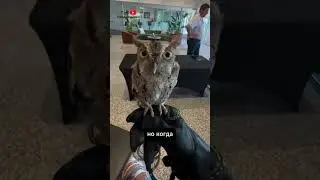 Совы Интереснее Чем Кажутся 🦉