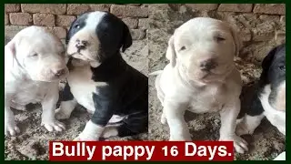 #pakistan #Dog #lover92  #Bully Gultair pappy 16 Days.Very Beautiful Fighter Dog pappy