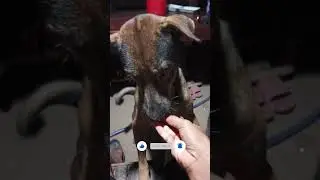 Tito my dog eating food