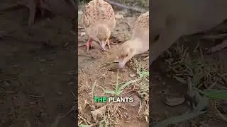 Amazing Trick Of Thailand's Farmers 🌾🐥 #trending #shortvideo