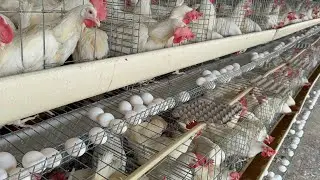 Poultry Farming Business in a Pakistan | Layer Chicks | Hen Farming | Layer Farming | Part 38