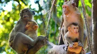 After Mom Luna leaves, baby Lynx tries to run to brother Kenzo, and monkey Amber helps protect💞🐒
