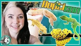 Gorgeous Reptiles & Amphibians // Repticon Orlando 2018