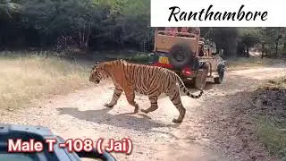 Best Tiger Sighting Male T 108 (Jai) at Ranthambore zone 6 | Close encounter with tiger Ranthambore